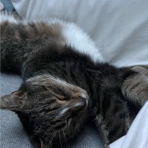 Meet your Posher, Olive